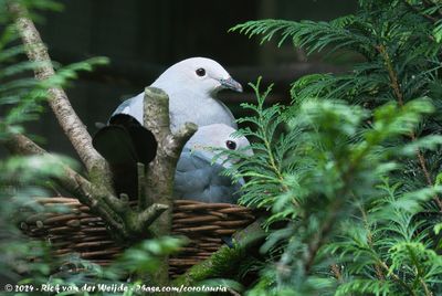 Pink-Headed Imperial PigeonDucula rosacea