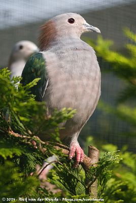 Green Imperial PigeonDucula aenea paulina