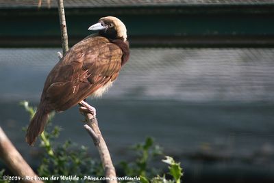 Raggiana Bird-Of-ParadiseParadisaea ragiana ssp.