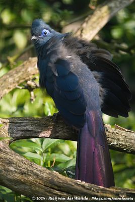 Blue CouaCoua caerulea