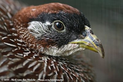 Erckel's SpurfowlPternistis erckelii