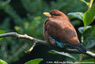 Broad-Billed RollerEurystomas glaucurus afer