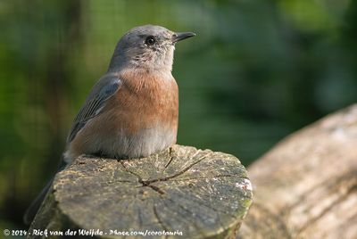 Western BluebirdSialia mexicana ssp.