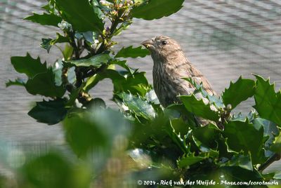 House FinchHaemorhous mecixanus ssp.