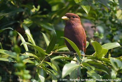 Broad-Billed RollerEurystomas glaucurus afer