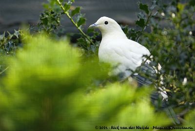 Silver-Tipped Imperial PigeonDucula luctuosa