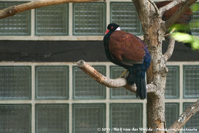 White-Naped Pheasant PigeonOtidiphaps nobilis aruensis