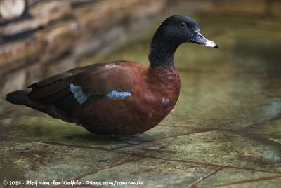 Hartlaub's DuckPteronetta hartlaubii