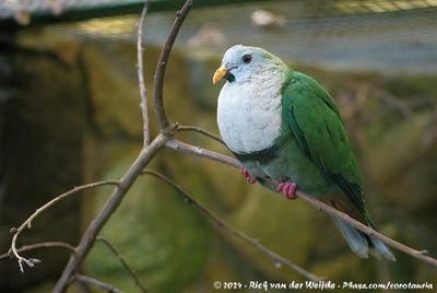Black-Chinned Fruit DovePtilinopus leclancheri ssp.