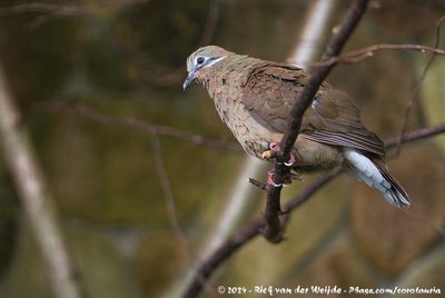 White-Eared Brown DovePhapitreron leucotis ssp.