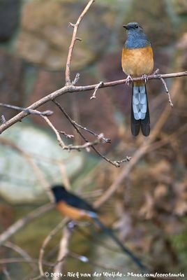 White-Rumped ShamaCopsychus malabaricus ssp.