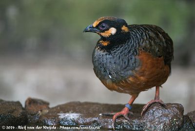 Chestnut-Bellied PartridgeArborophila javanica ssp.