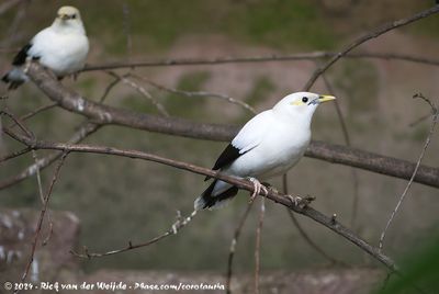 Black-Winged MynaAcridotheres melanopterus melanopterus