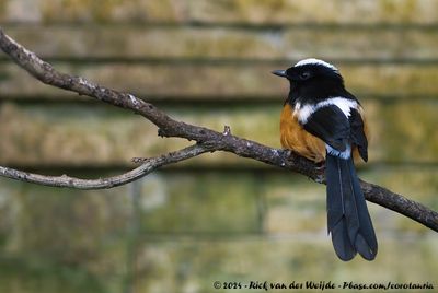White-Crowned ShamaCopsychus stricklandii