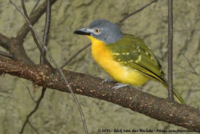 Grey-Headed BushshrikeMalaconotus blanchoti ssp.
