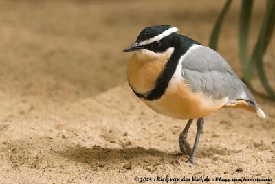 Egyptian PloverPluvianus aegyptius