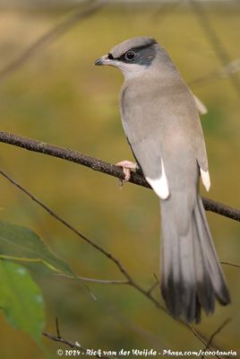 Grey HypocoliusHypocolius ampelinus