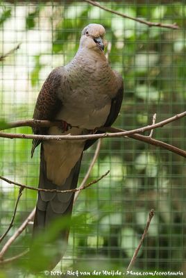 Barred Cuckoo-DoveMacropygia unchall ssp.