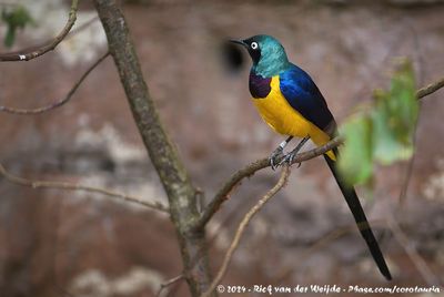 Golden-Breasted StarlingLamprotornis regius