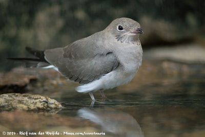 Collared PratincoleGlareola pratincola ssp.