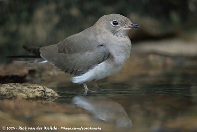 Collared PratincoleGlareola pratincola ssp.