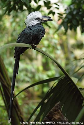 Western Long-Tailed HornbillHorizocerus albocristatus albocristatus