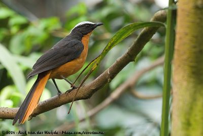 White-Crowned Robin-ChatCossypha albicapillus ssp.