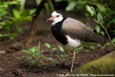 Long-Toed LapwingVanellus crassirostris ssp.