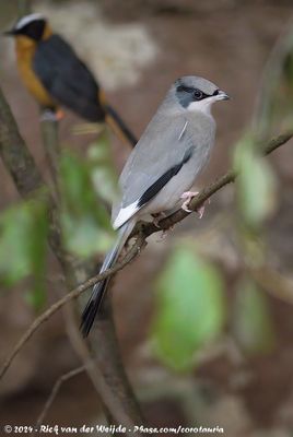 Grey HypocoliusHypocolius ampelinus
