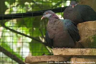 Philippine Metallic PigeonColumba vitiensis griseogularis