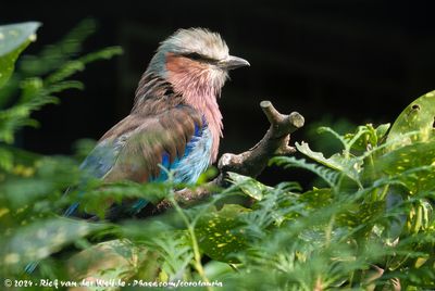 Lilac-Breasted RollerCoracias caudatus caudatus