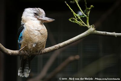 Blue-Winged KookaburraDacelo leachii ssp.