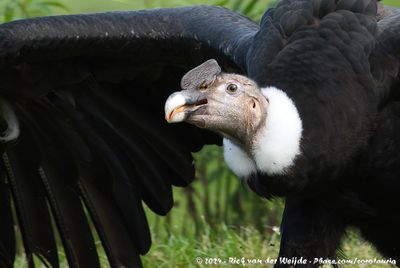 Andean CondorVultur gryphus