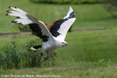 Palm-Nut VultureGypohierax angolensis