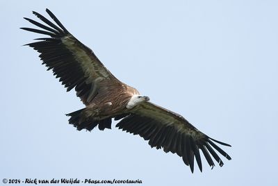 Griffon VultureGyps fulvus fulvus