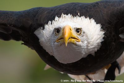 Bald EagleHaliaeetus leucocephalus ssp.