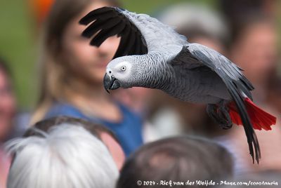Grey ParrotPsittacus erithacus