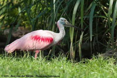Roseate SpoonbillPlatalea ajaja