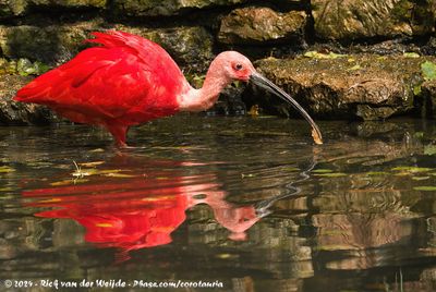 Scarlet IbisEudocimus ruber