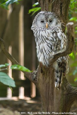 Ural OwlStrix uralensis liturata