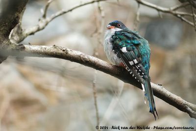 Cuban TrogonPriotelus temnulus ssp.
