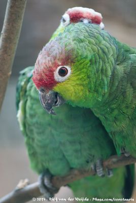 Red-Lored AmazonAmazona autumnalis lilacina