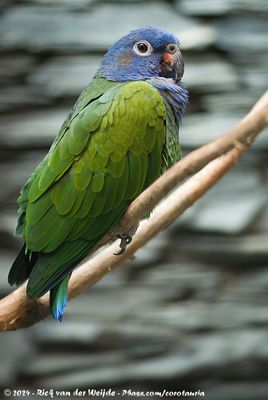 Blue-Headed ParrotPionus menstruus ssp.