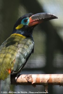Guianan ToucanetSelenidera piperivora