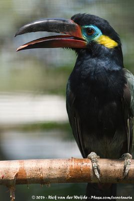 Guianan ToucanetSelenidera piperivora