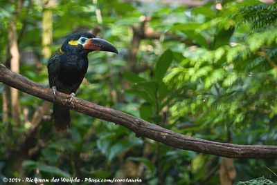 Guianan ToucanetSelenidera piperivora