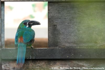 Crimson-Rumped ToucanetAulacorhynchus haematopygus sexnotatus