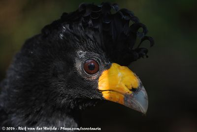 Black CurassowCrax alector ssp.