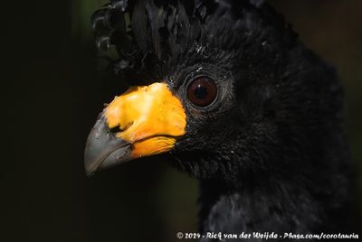 Black CurassowCrax alector ssp.