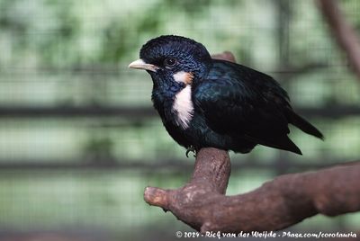 Sulawesi MynaBasilornis celebensis